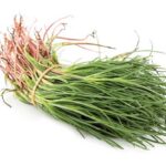 Agretti