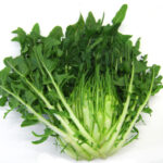 Chicory